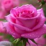 Rose 💖 的头像