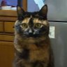 🎌🌸🇯🇵🎌猫派🎌日本第一主義🎌's profile picture