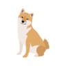柴犬ジャック profil fotoğrafı