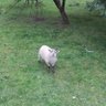 shamus profil fotoğrafı