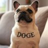 Profilbild von frenchbulldoge