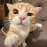 บอลลูนสีใส profil fotoğrafı