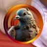 Profilbild von Pomba suja da Bahia