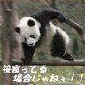 多動パンダ 的头像