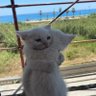 Azeem Majeed profil fotoğrafı