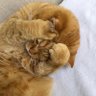 ชอชอ. profil fotoğrafı
