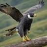 ุนูู ุงูุตูุฑ ( Falcon Eye ).'s profile picture