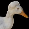 Duck Diggler's profile picture