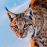 Profilbild von Lynx