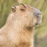 capivara falida 的头像