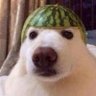 karpuz kafalı köpek's profile picture