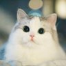 Profilbild von Xir FuzzleCuddleBottoms