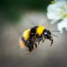 Profilbild von BumbleBee