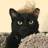 Profilbild von Trumped Up Cat Life