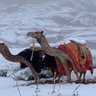 رائد profil fotoğrafı