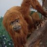 Guaxinim de sp profil fotoğrafı