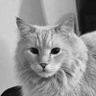 Lefty Stankewicz profil fotoğrafı