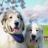 Фото профиля マカちゃんとスーちゃんのねーね