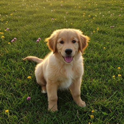 Ardalyn's profile picture