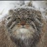 Manul profil fotoğrafı
