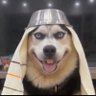 Profilbild von Akeno