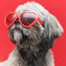 SHEESHMASTER profil fotoğrafı