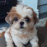 Hamish 🏴󠁧󠁢󠁳󠁣󠁴󠁿 profil fotoğrafı