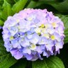Фото профиля あじさい🌼@スターシード