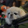 Peki PEKE's profile picture