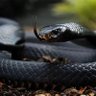 BlackMamba's profile picture