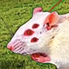Gompami's profile picture