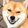 柴犬櫻's profile picture