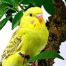 Perica profil fotoğrafı