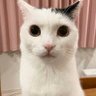 Profilbild von ALBAなすお