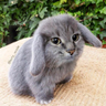 frost :3 🐱🐱🐱🐱🐱🐱🐱🐱🐱🐱🐱🐱🐱🐱🐱🐱🐱🐱🐱🐱 profil fotoğrafı