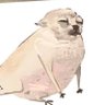 niku ovo's profile picture