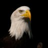 Turjo 🕊️'s profile picture