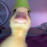 ManoloTEDDYY's profile picture