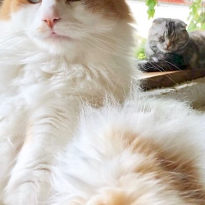 mom0mony's profile picture