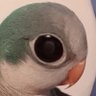 Lororo🦜 profil fotoğrafı