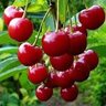 cherrytrade's profile picture