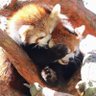 Profilbild von Redpanda