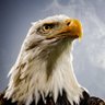 Kartal_1903's profile picture