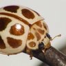 stinkbug 🪲's profile picture