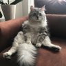 namık kemal acar profil fotoğrafı
