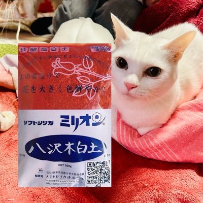 KISAKISAYA's profile picture