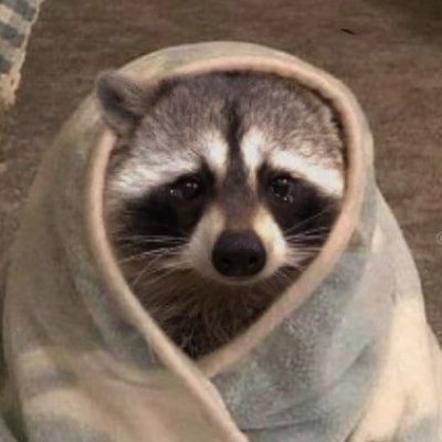 raccoon with confusing auras's profile picture