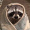 raccoon with confusing auras's profile picture