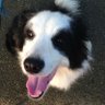 febutoto's profile picture