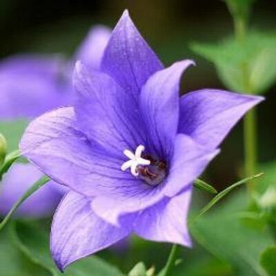ShimanTyuru's profile picture